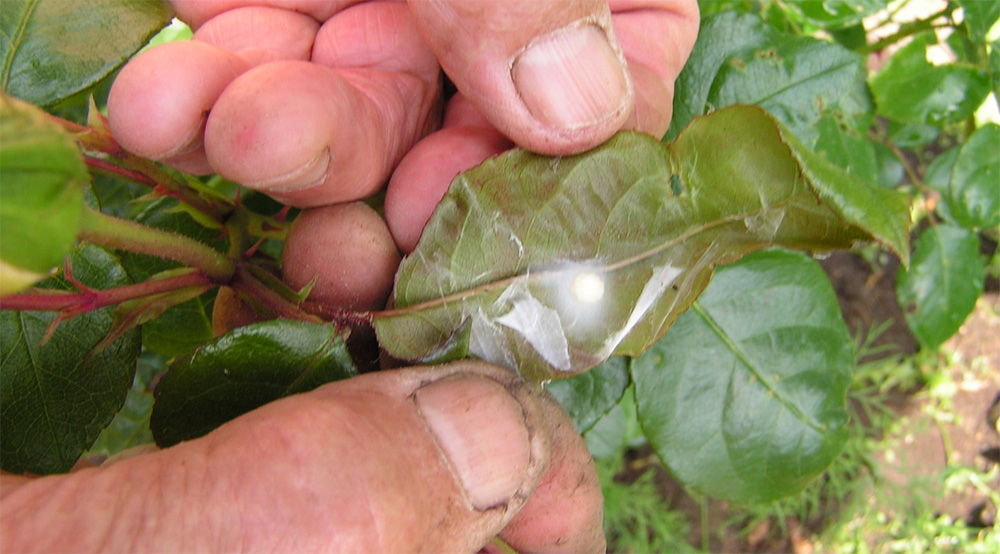 Розанная листовёртка