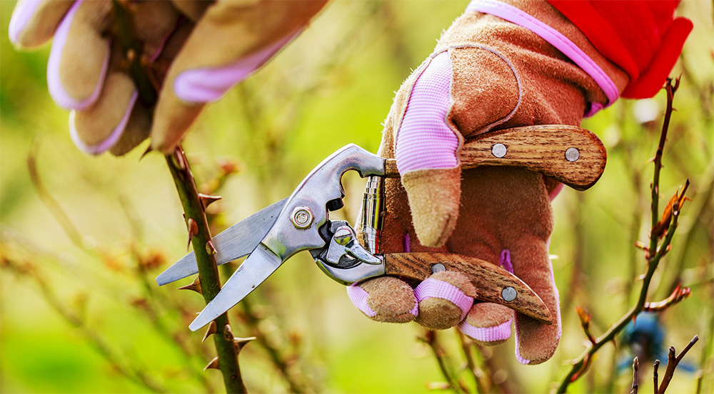 Обрезка роз