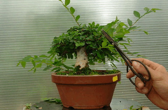 Обрезка комнатного дерева бансай