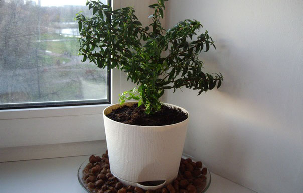 Уход за миртом