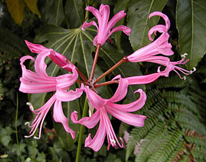 Нерине и фото цветка