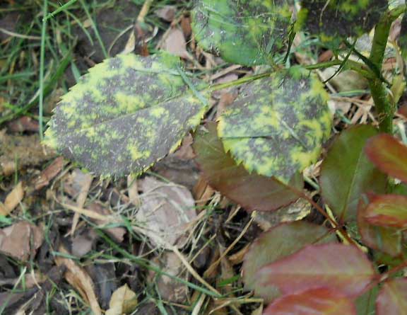 Чёрная пятнистость на розах Блю мун