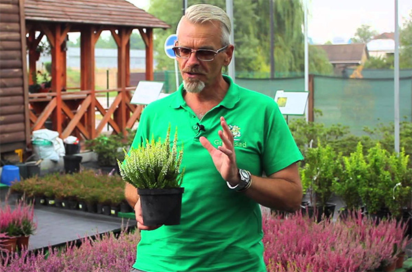 Посадка вереска саженцами