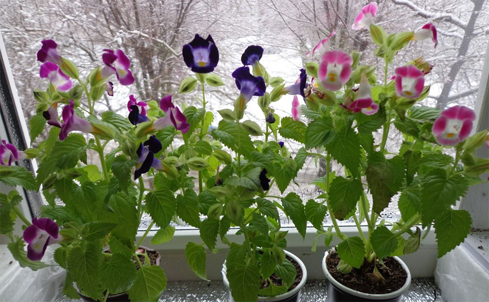 Размещайте цветок Торения там где нет солнечных лучей а есть рассеянный свет.