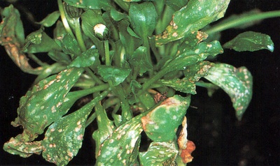 Бурая пятнистость на маргаритках