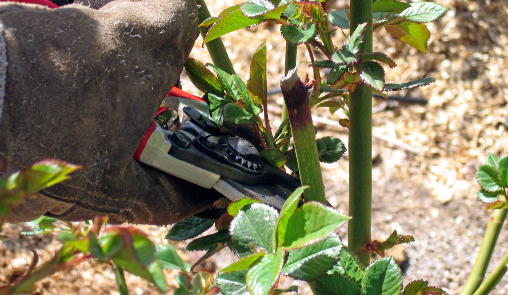 Формирование куста роз, обрезка