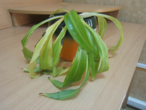 Болезни и вредители растения Хлорофитум