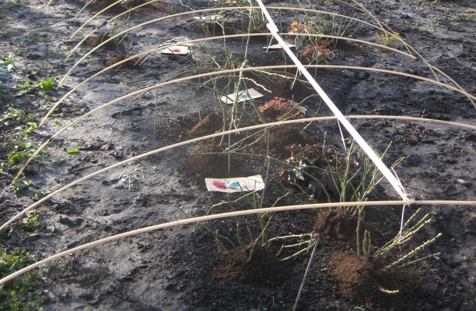 Укрытие на зиму для розы Абрахам Дерби