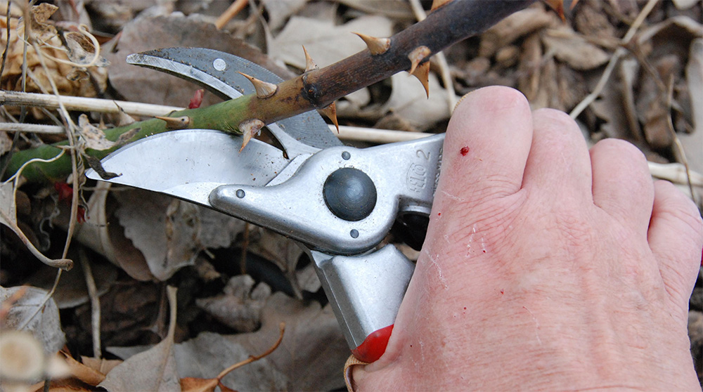 Обрезка роз Голден Медальон