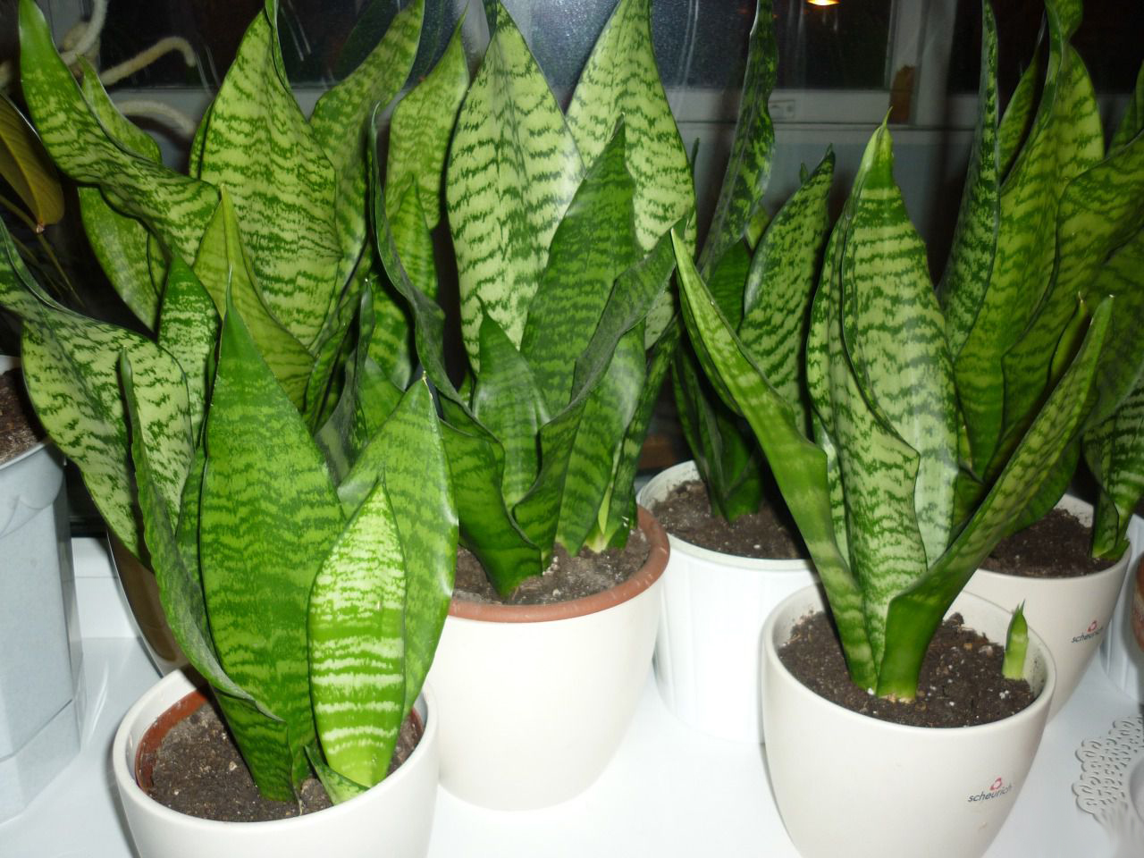 Приметы сансевиерии