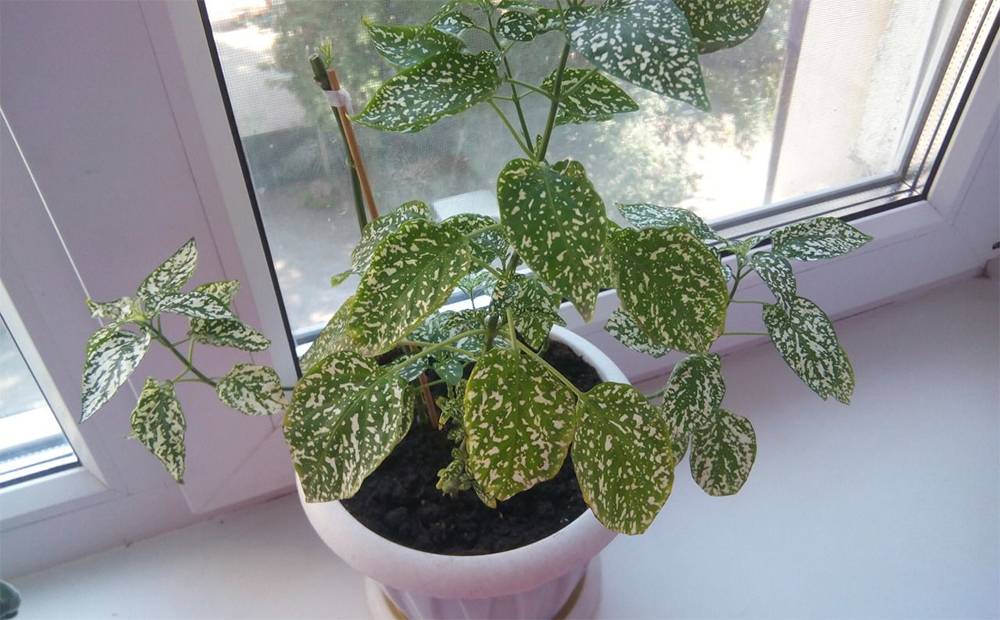 Гипоэстес на окне