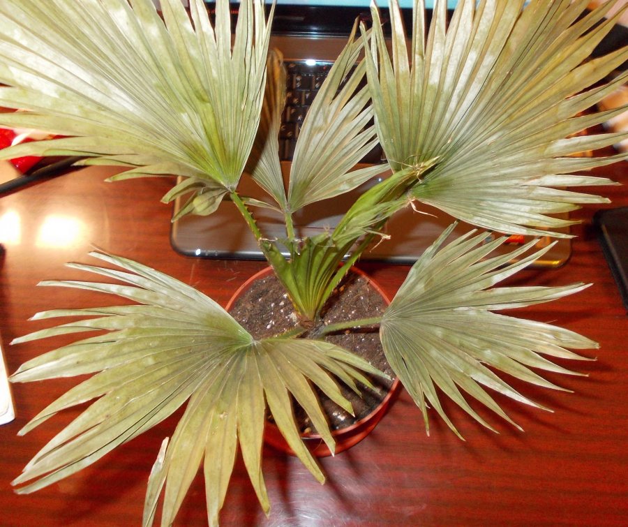 Пальма ливистона вянет и желтеет