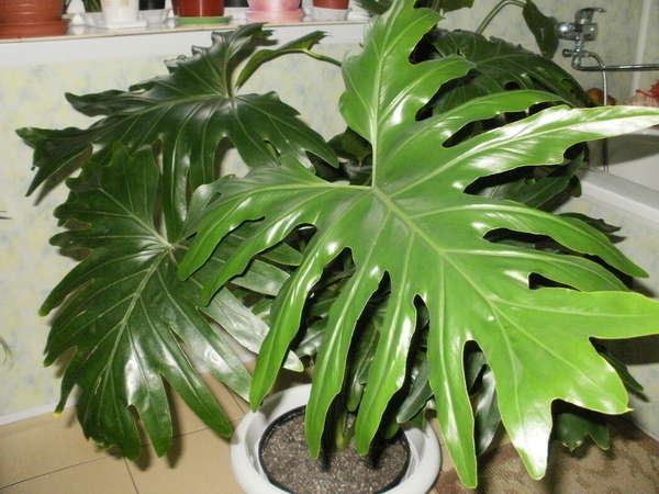 Филодендрон