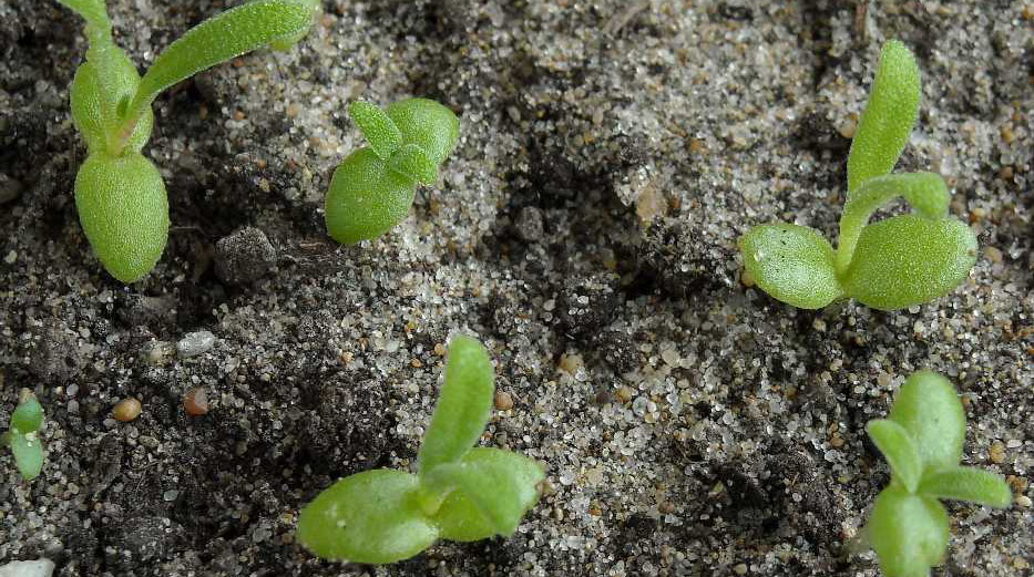 Мезембриантемум всходы