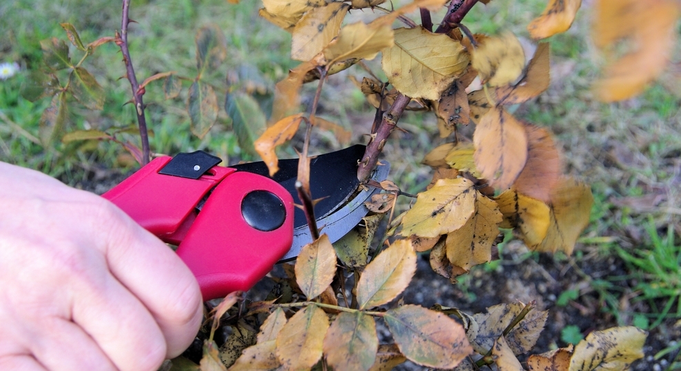 Правила обрезки роз