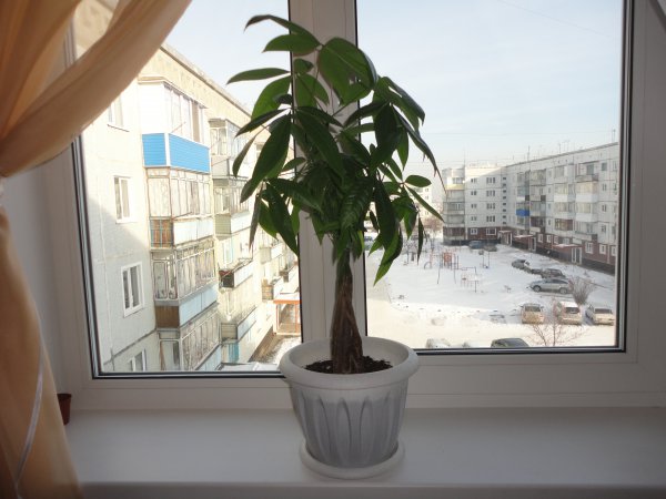 Содержание и уход за пахирой