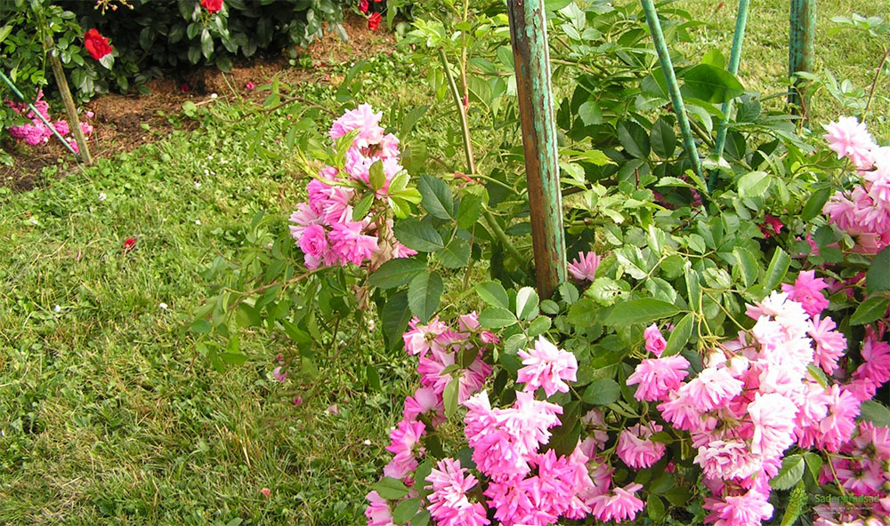 Розы Супер Дороти