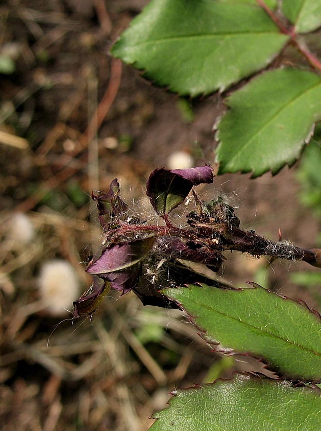 Розанный пилильщик