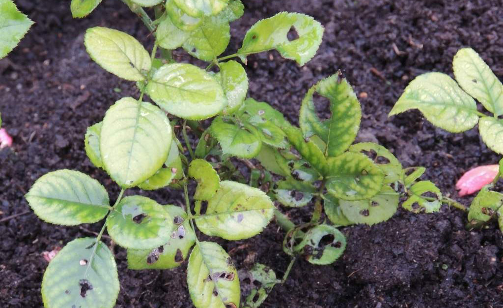 Розанная цикадка