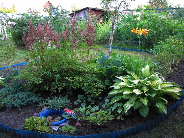 Бадан в ландшафтном дизайне