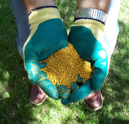 Удобрения для роз