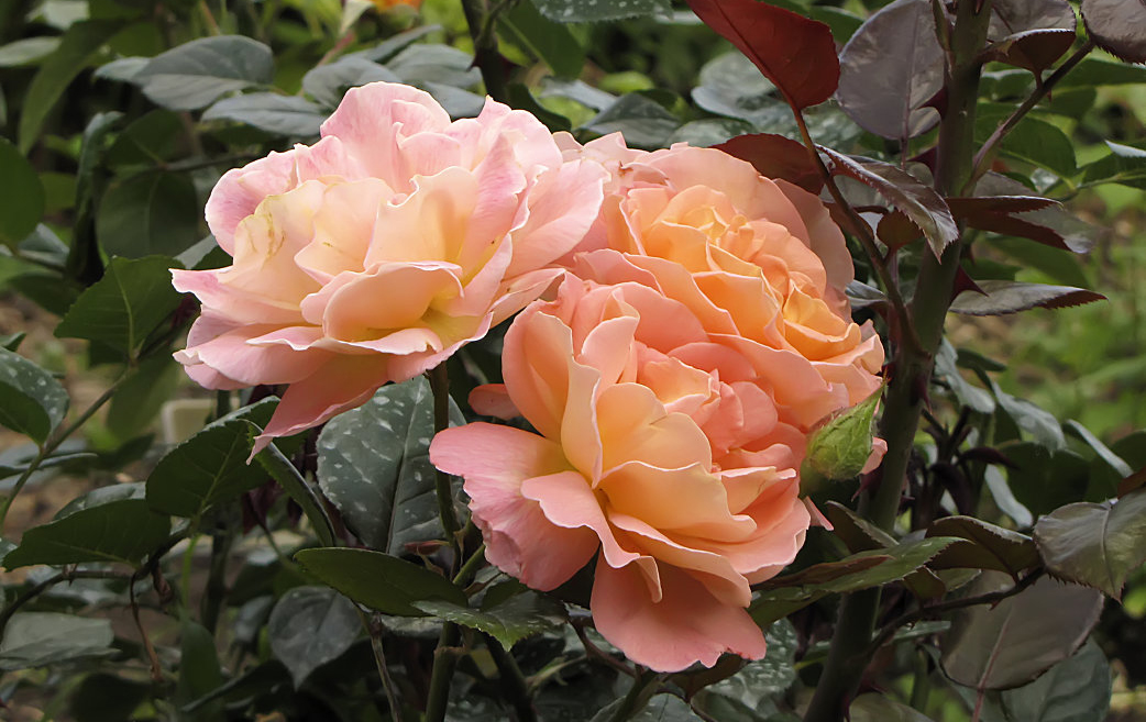 Роза Дорис Тистерман