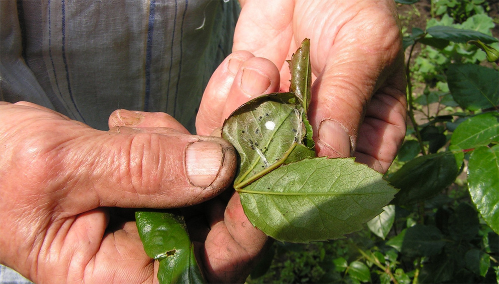 Розанная листовёртка