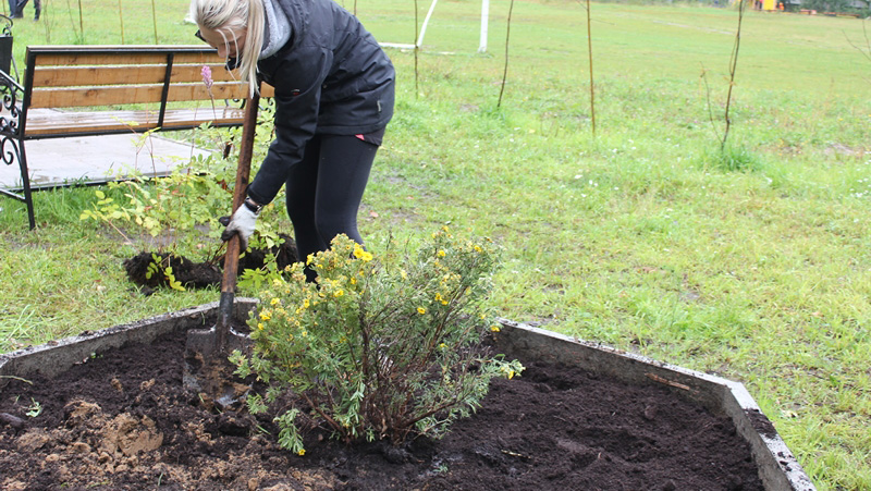 Посадка лапчатки кустарниковой