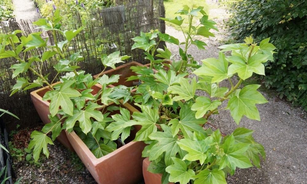 Фатсхедера лизе