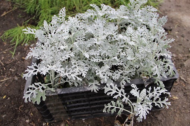 Цинерария серебристая