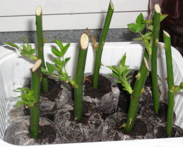 Размножение розы Самба