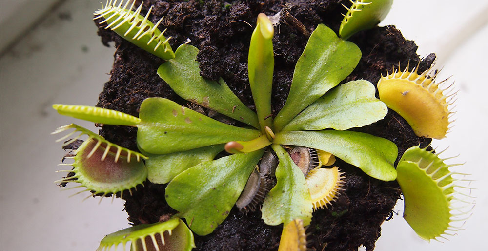 Листья желтеют у венериной мухоловки