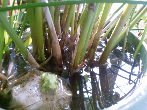 Полив домашнего растения циперус