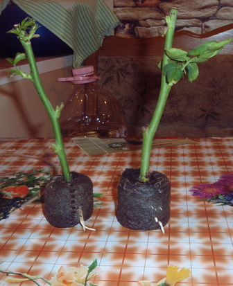 Размножение роз Пиано