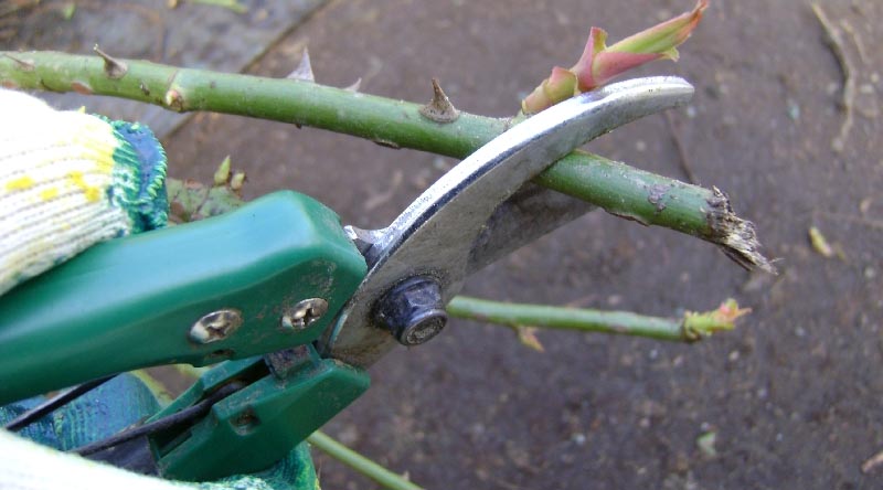 Правила обрезки розы Лавли Грин