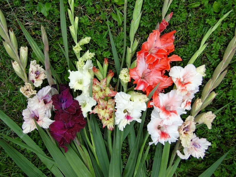 Гладиолусы