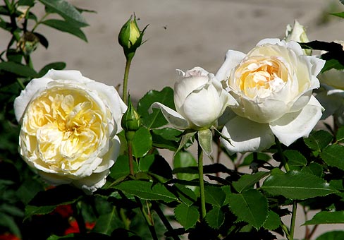 Роза Чайковский и ее фото