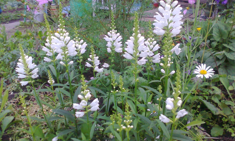 Физостегия