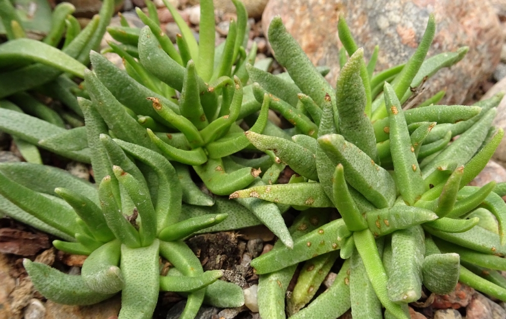 Бергерантус