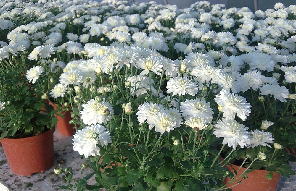 Хризантемы