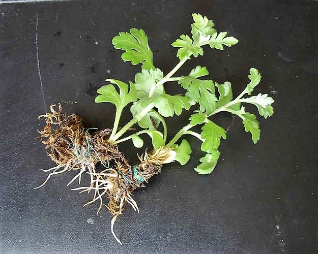 Хризантема