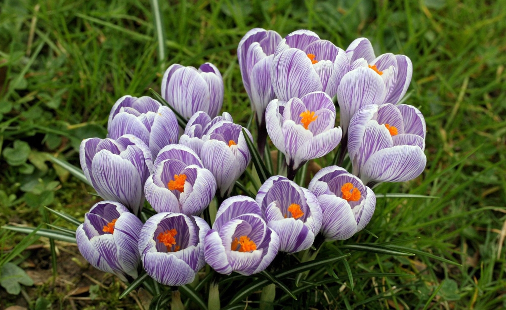 Крокусы