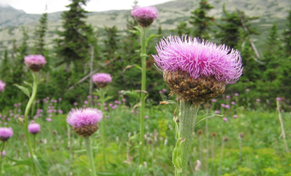 Левзея сафлоровидная