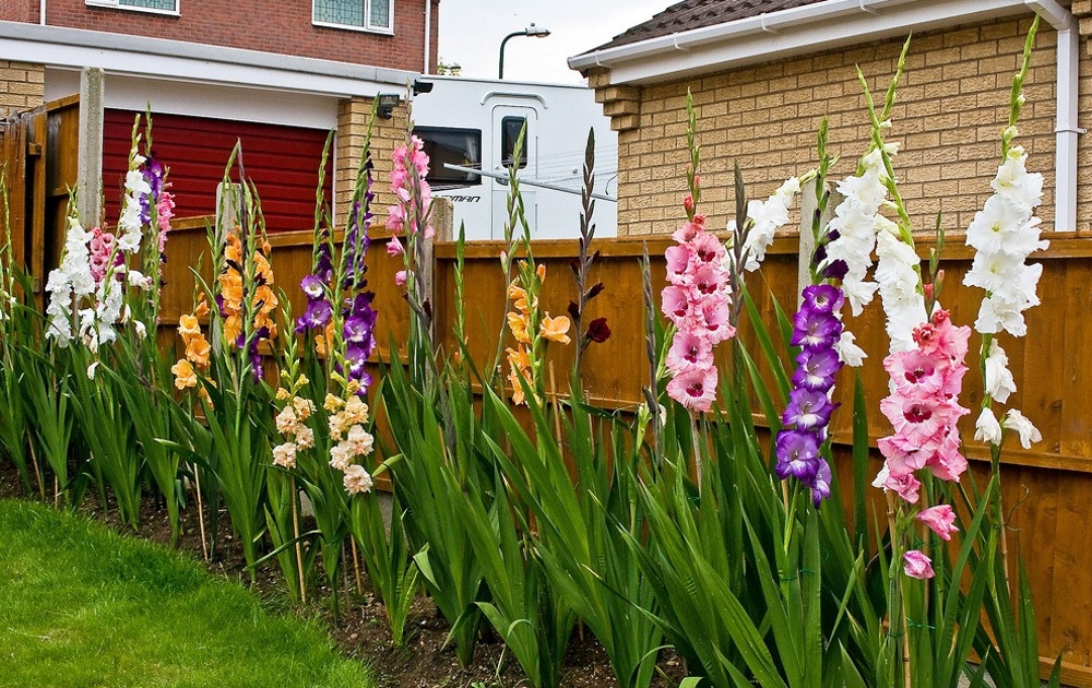 Гладиолусы