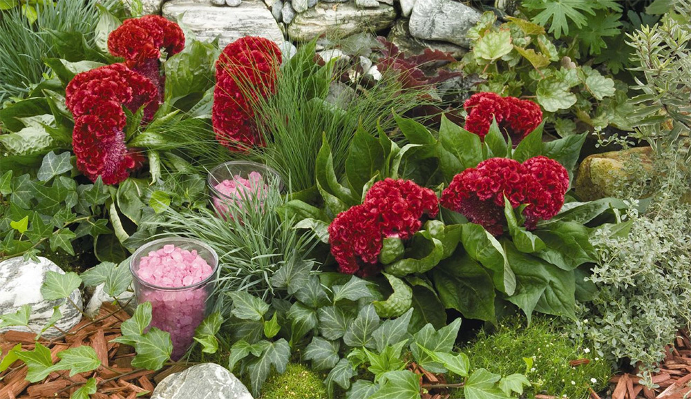 Целозия серебристая гребенчатая