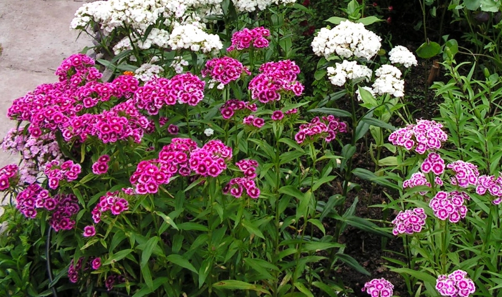 Турецкая гвоздика