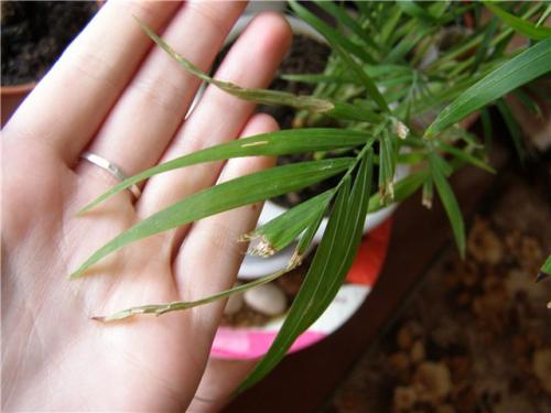 У хамедореи сохнут листья