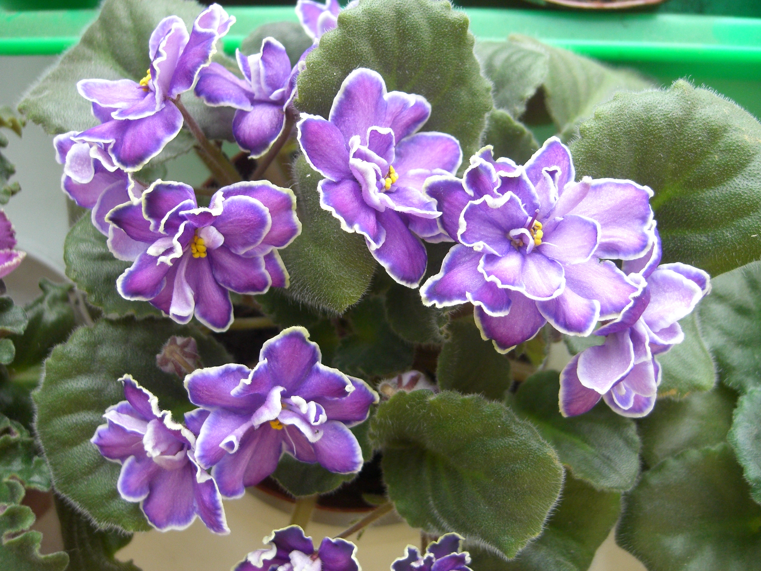 Ампельные сорта