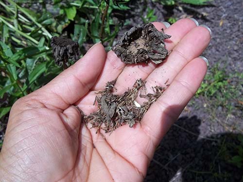 Сбор семян маргариток