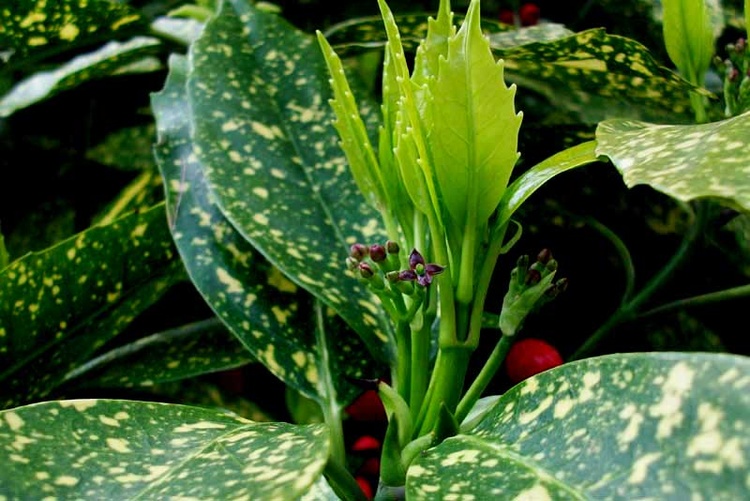 Как ухаживать за комнатным растением аукуба